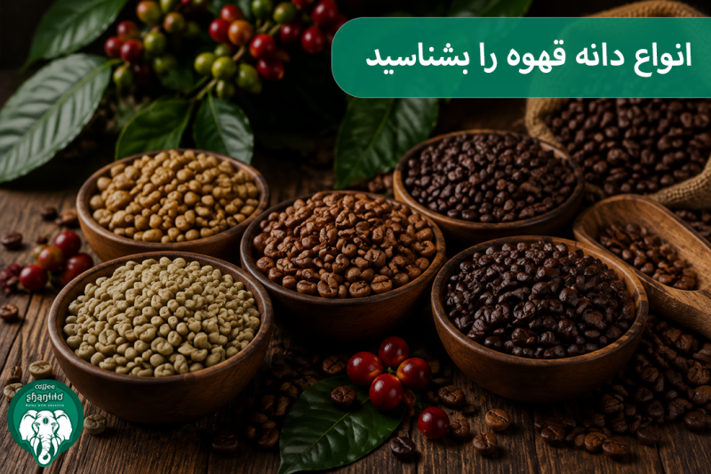 انواع دانه قهوه را بشناسید؛ بررسی عربیکا، روبوستا، لیبریکا و اکسلسا